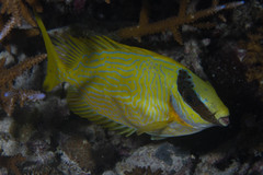 Siganus puellus