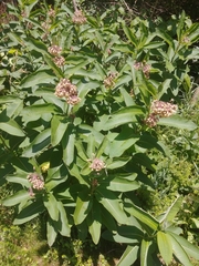 Asclepias syriaca