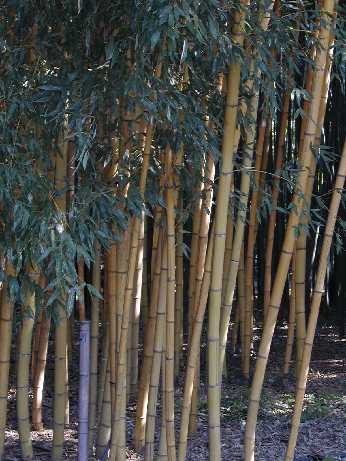 Phyllostachys sulphurea