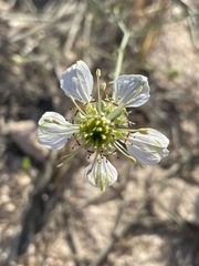 Nigella gallica