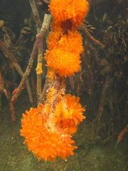 Ecteinascidia turbinata