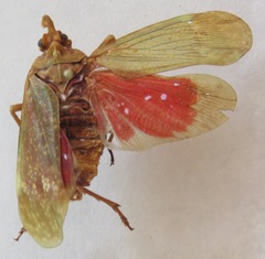 Enchophora sanguiflua