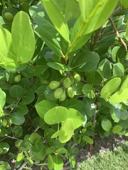 Chrysobalanus icaco