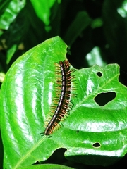 Helicorthomorpha
