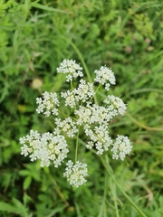 Bunium bulbocastanum