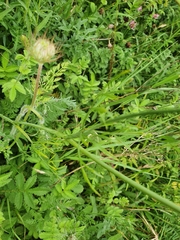 Bunium bulbocastanum