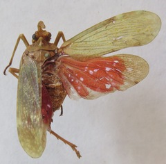 Enchophora sanguiflua