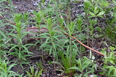 Chamaenerion angustifolium