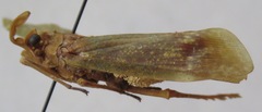 Enchophora sanguiflua