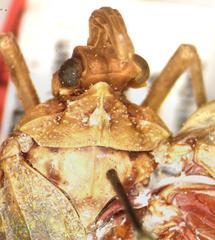 Enchophora sanguiflua