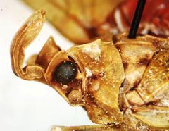 Enchophora sanguiflua