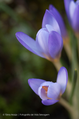 Crocus carpetanus