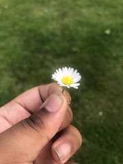 Bellis perennis