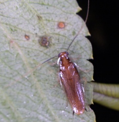 Chorisoneura parishi