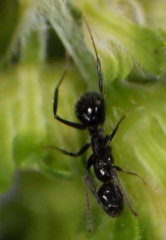 Camponotus sexguttatus