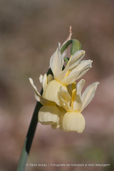 Narcissus triandrus