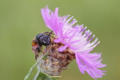 Andrena hattorfiana