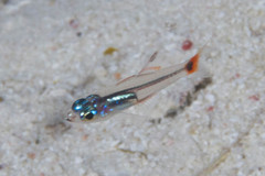 Ostorhinchus parvulus