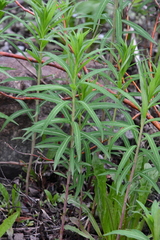 Chamaenerion angustifolium