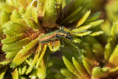 Chrysanthia reitteri
