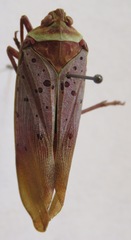 Copidocephala guttata