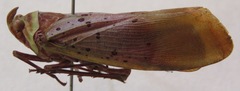 Copidocephala guttata