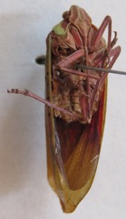 Copidocephala guttata