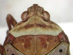 Copidocephala guttata
