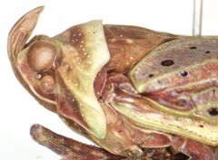 Copidocephala guttata