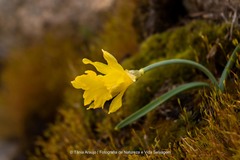 Narcissus cuneiflorus