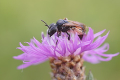 Andrena hattorfiana