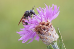 Andrena hattorfiana