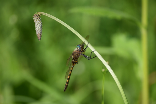 Beaverpond Baskettail photo 4