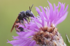 Andrena hattorfiana