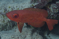 Priacanthus blochii
