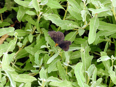 Lepidoptera