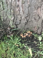 Coprinellus micaceus