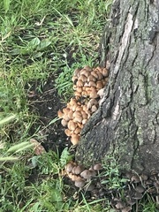 Coprinellus micaceus