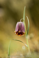 Fritillaria