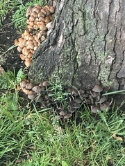 Coprinellus micaceus