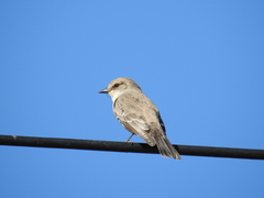 Pyrocephalus rubinus