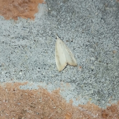 Bagisarinae