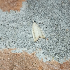Bagisarinae