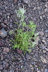 Artemisia vulgaris