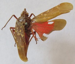 Enchophora sanguinea