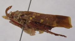 Enchophora sanguinea