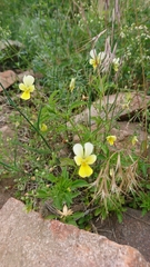 Viola lutea lutea