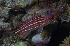 Sargocentron cornutum