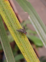 Tachinidae