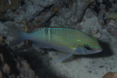 Scolopsis margaritifera